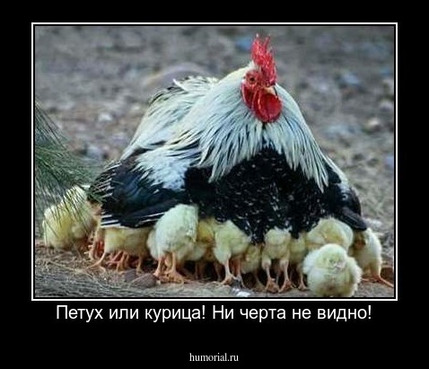 Петух или курица! Ни черта не видно!