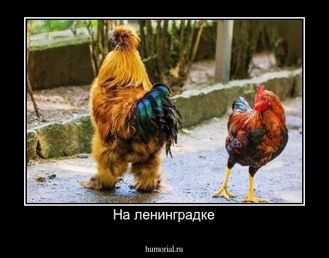 На ленинградке