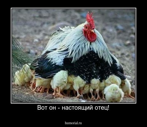 Вот он - настоящий отец!