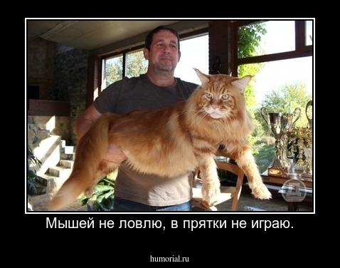 Мышей не ловлю, в прятки не играю.