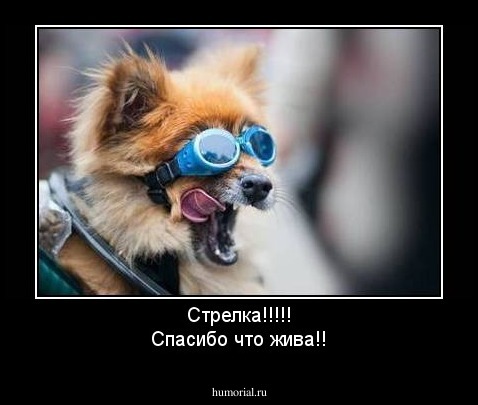 Стрелка!!!!!
Спасибо что жива!!