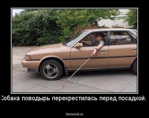 Собака поводырь перекрестилась перед посадкой...