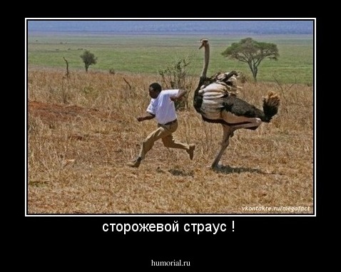 сторожевой страус ! 