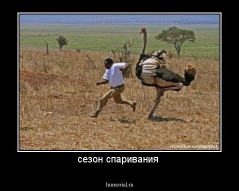 сезон спаривания 