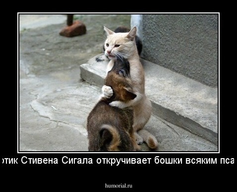 Котик Стивена Сигала откручивает бошки всяким псам.