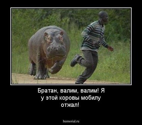 Братан, валим, валим! Я у этой коровы мобилу отжал!