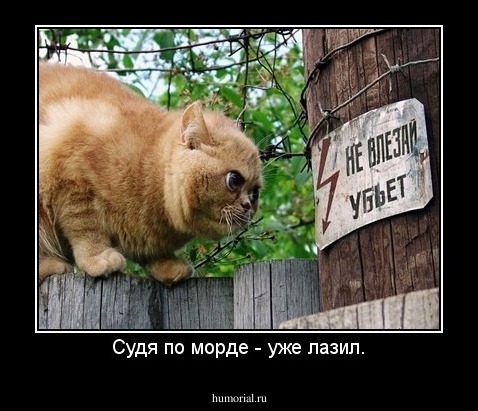 Судя по морде - уже лазил.