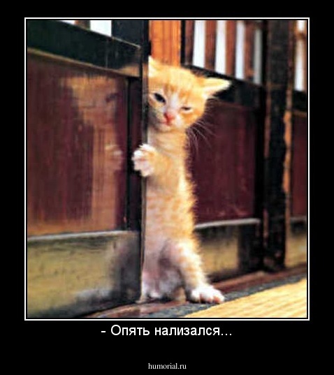 - Опять нализался...