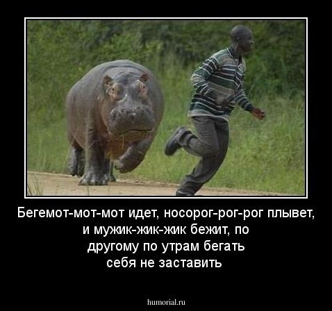 Бегемот-мот-мот идет, носорог-рог-рог плывет, и мужик-жик-жик бежит, по другому по утрам бегать себя не заставить 