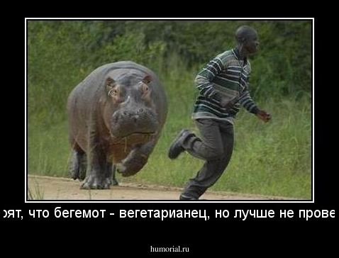 Говорят, что бегемот - вегетарианец, но лучше не проверять.