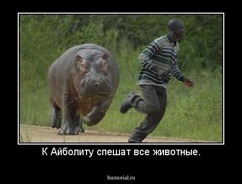 К Айболиту спешат все животные.