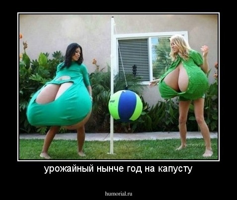 урожайный нынче год на капусту