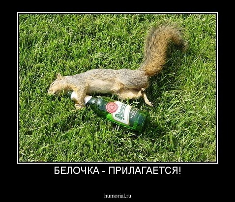 БЕЛОЧКА - ПРИЛАГАЕТСЯ!