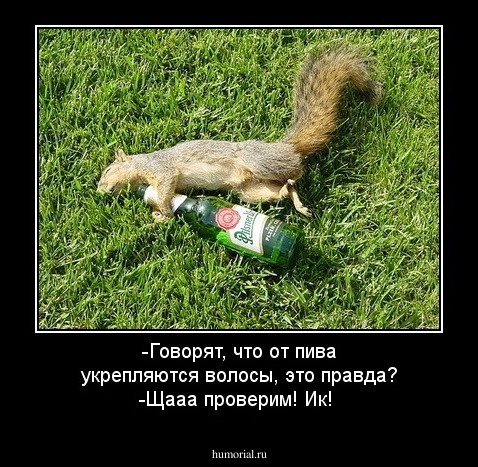 -Говорят, что от пива укрепляются волосы, это правда?
-Щааа проверим! Ик!