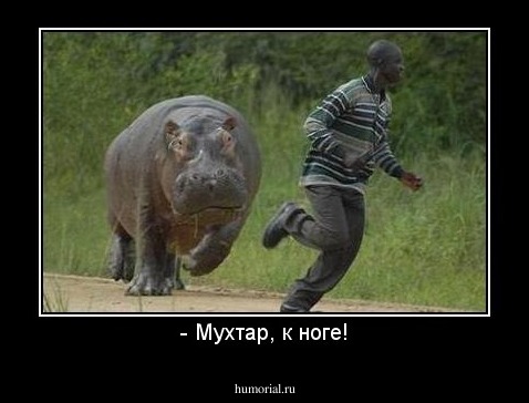 - Мухтар, к ноге!