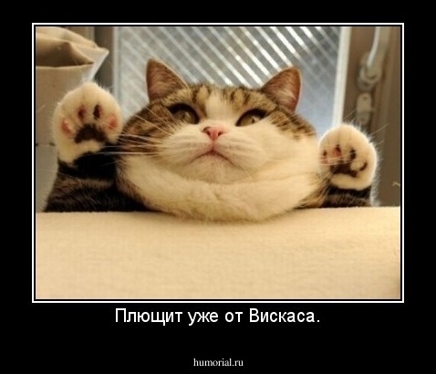 Плющит уже от Вискаса.