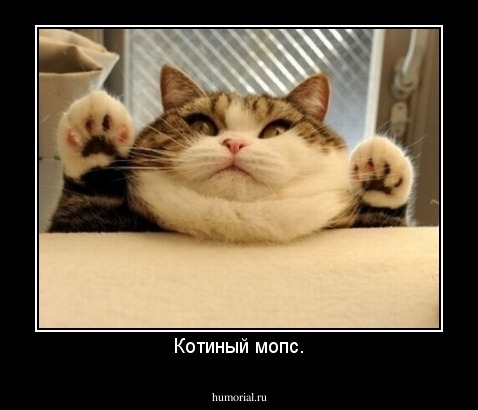 Котиный мопс.
