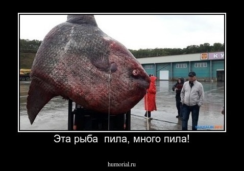 Эта рыба  пила, много пила!