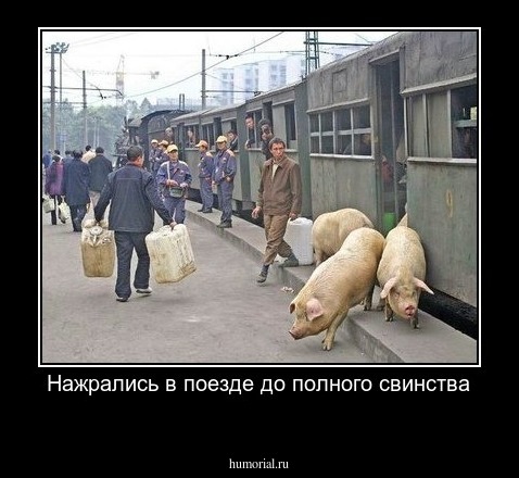 Нажрались в поезде до полного свинства
