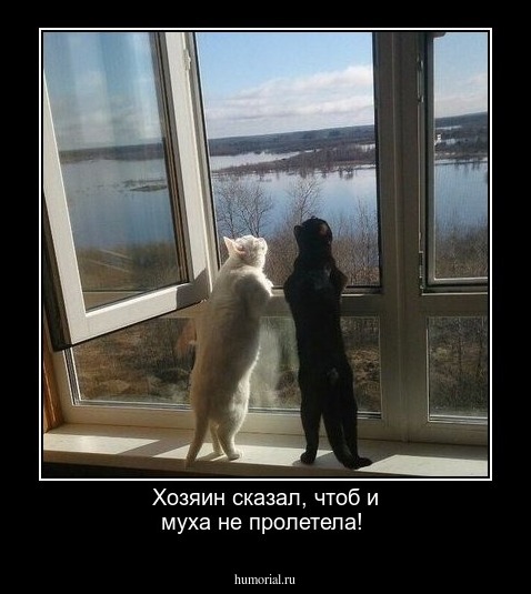 Хозяин сказал, чтоб и муха не пролетела! 