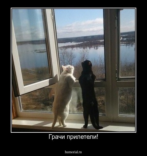 Грачи прилетели!