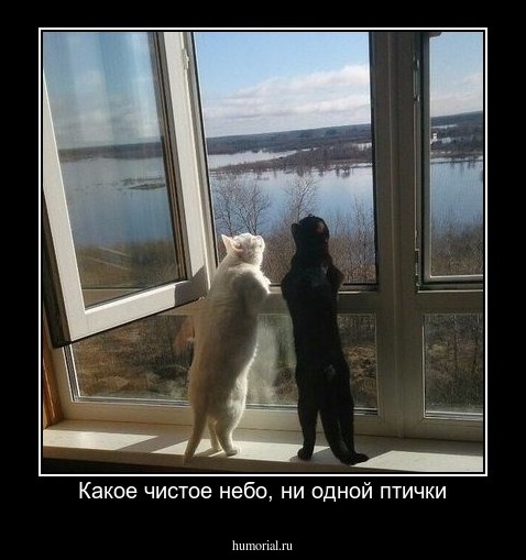 Какое чистое небо, ни одной птички