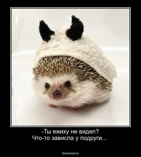 -Ты ежиху не видел? Что-то зависла у подруги...