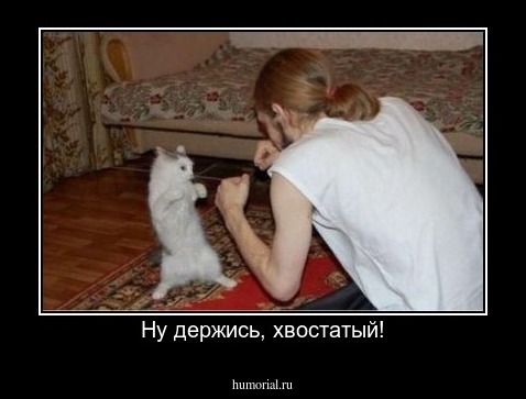 Ну держись, хвостатый!