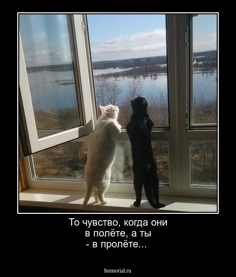 То чувство, когда они в полёте, а ты - в пролёте...