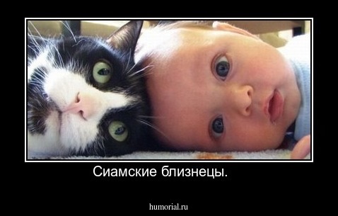 Сиамские близнецы.    