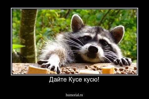 Дайте Кусе кусю!