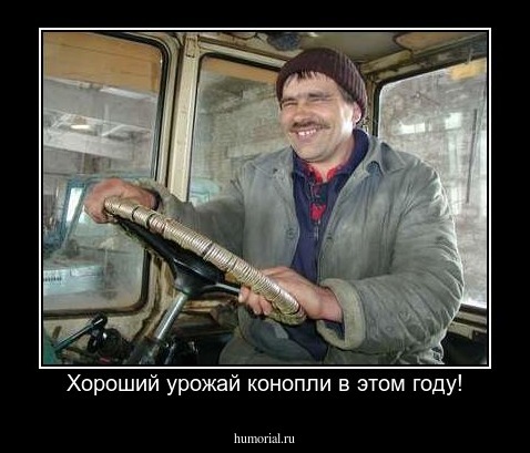 Хороший урожай конопли в этом году!