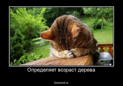 Определяет возраст дерева