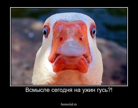 Всмысле сегодня на ужин гусь?!