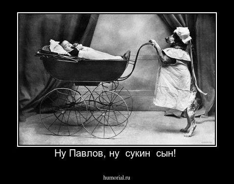 Ну Павлов, ну  сукин  сын! 