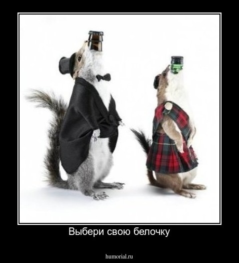 Выбери свою белочку