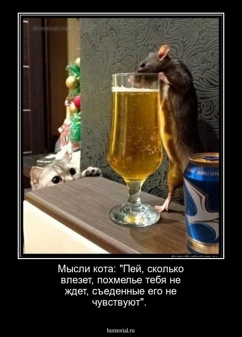 Мысли кота: "Пей, сколько влезет, похмелье тебя не ждет, съеденные его не чувствуют".