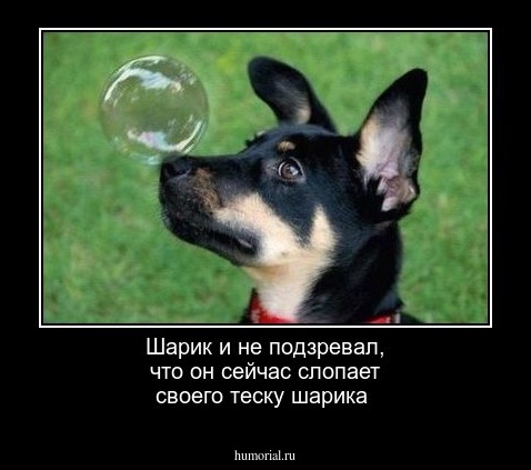 Шарик и не подзревал, что он сейчас слопает своего теску шарика