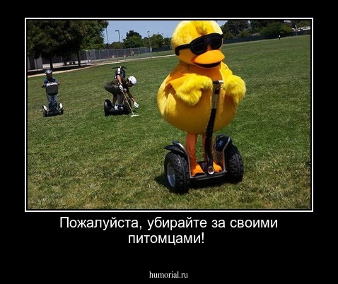 Пожалуйста, убирайте за своими питомцами!
