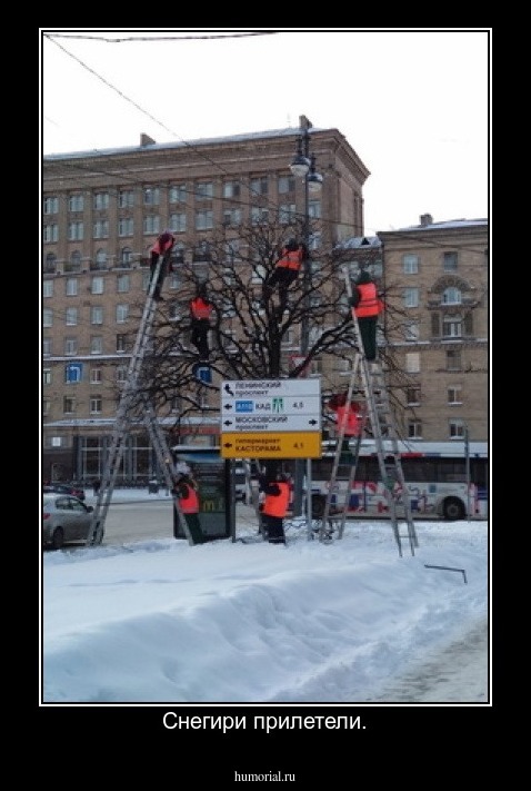 Снегири прилетели.