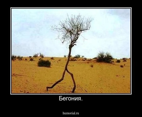 Бегония.