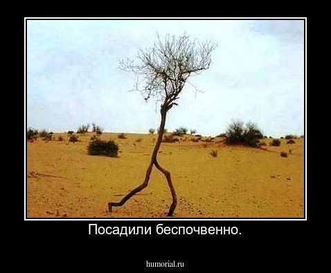 Посадили беспочвенно.