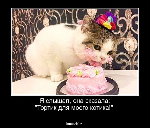 Я слышал, она сказала: "Тортик для моего котика!"