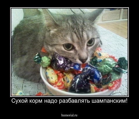 Сухой корм надо разбавлять шампанским!