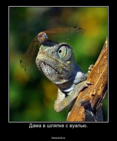 Дама в шляпке с вуалью.