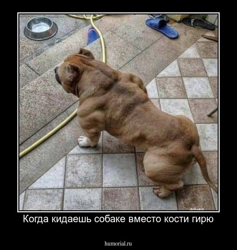 Когда кидаешь собаке вместо кости гирю