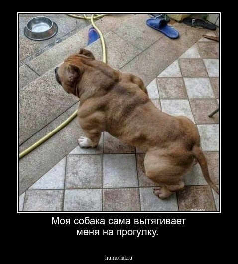 Моя собака сама вытягивает меня на прогулку.