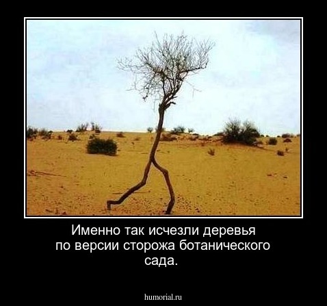 Именно так исчезли деревья по версии сторожа ботанического сада.