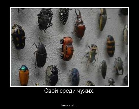 Свой среди чужих.