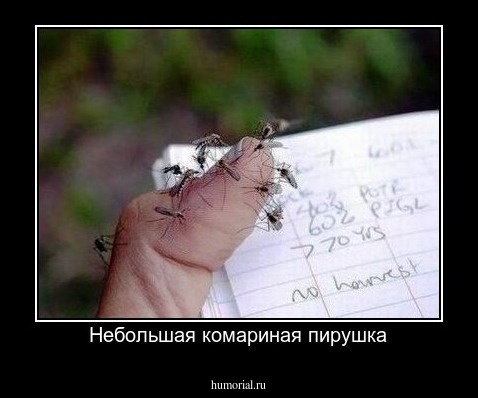 Небольшая комариная пирушка